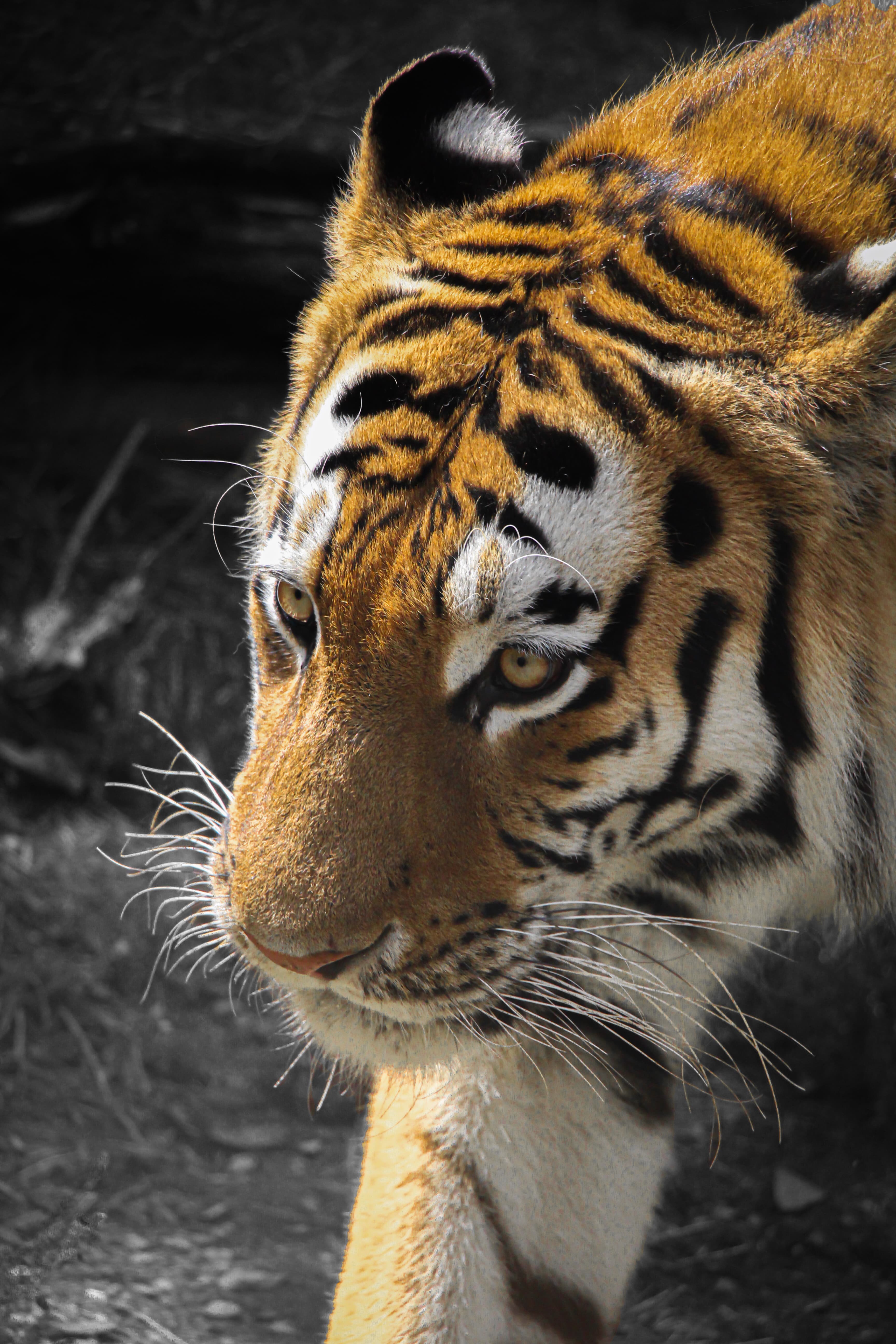 tiger b&w