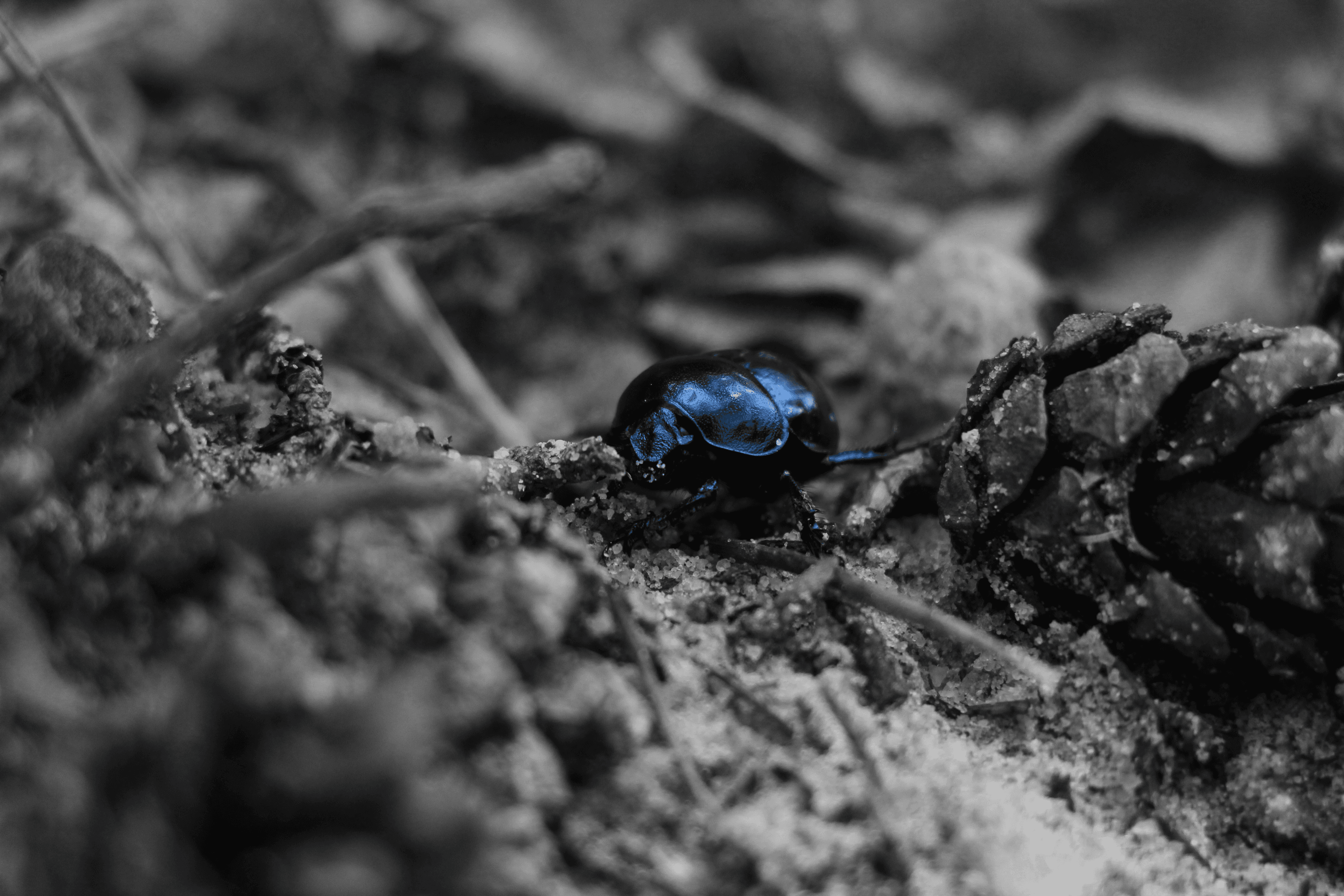 bluebettle
