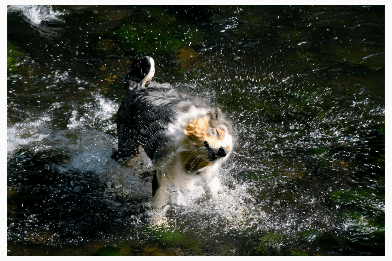 dog instagram edited